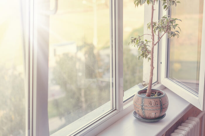 Luftqualität: Pflanze an offenem Fenster