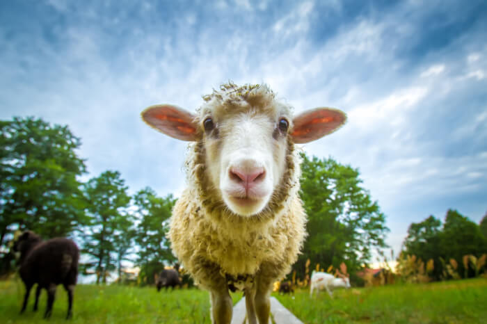 Schaf schaut in die Kamera