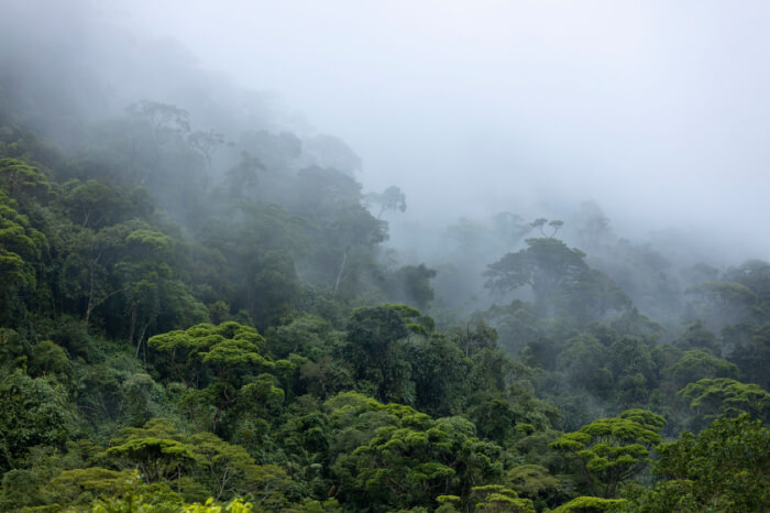 Wolkenbildung in brasilianischem Amazone Regenwald