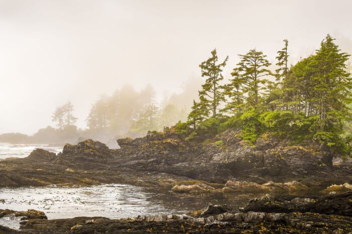 Kanadische Wildnis: Küste an der Westküste von Vancouver Island im Nebel